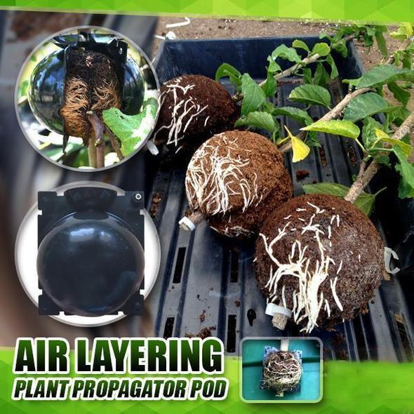 50% OFF--Plant Root Growing Box